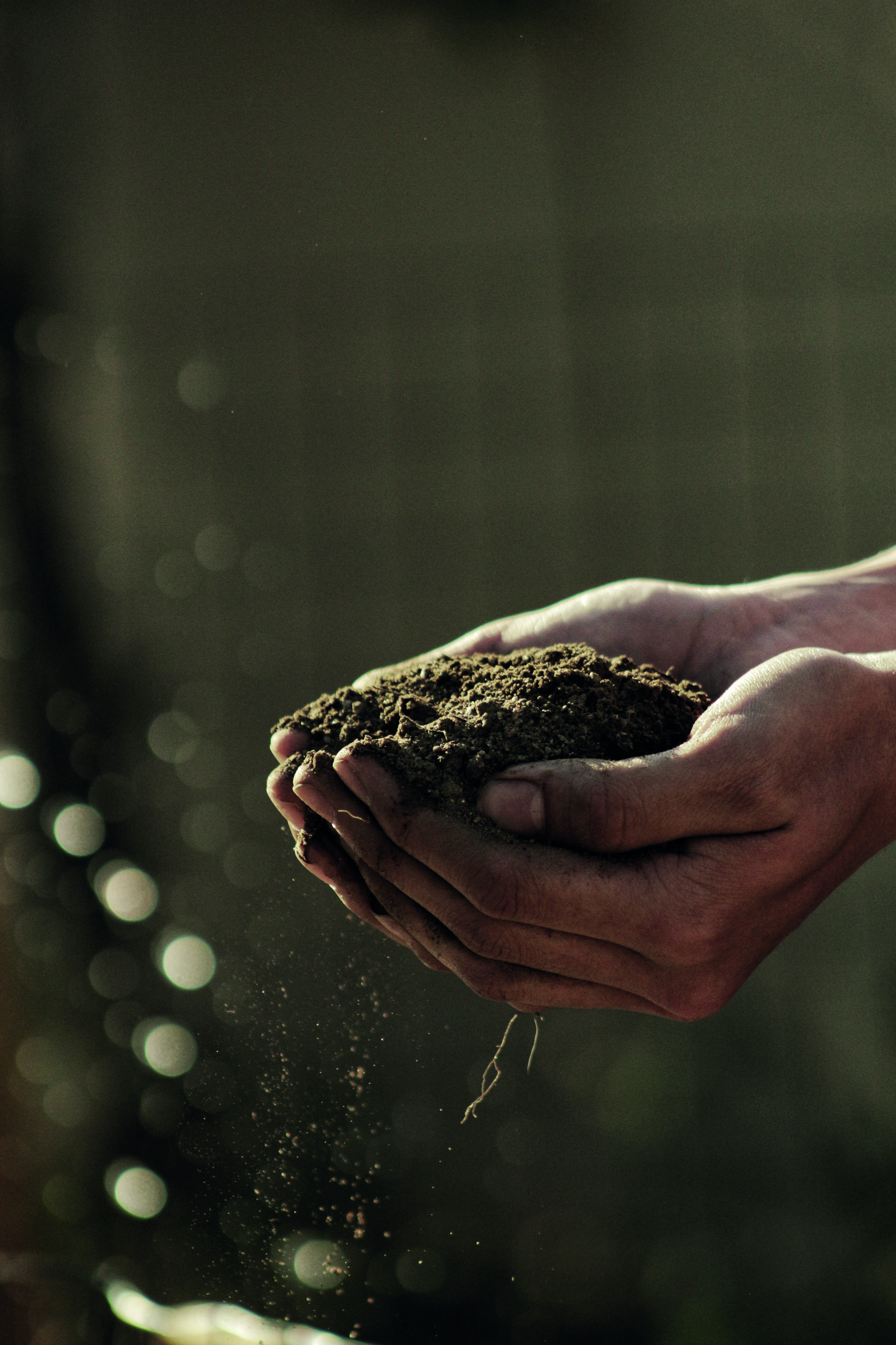 De compost vert pour vos cultures