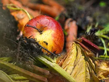 Une pomme dans un tas de compost
