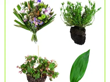 Poster A3 - Organische Abfälle - Friedhöfe