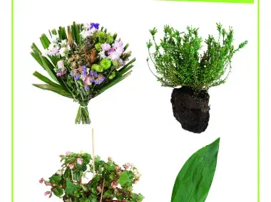 Affiche - Déchets organiques - Cimetières