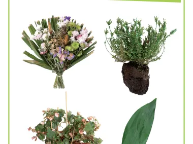 Affiche - Déchets organiques - Cimetières