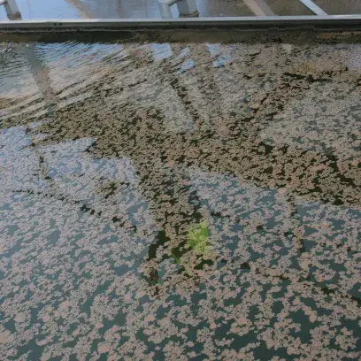 Eaux usées dans une station d'épuration